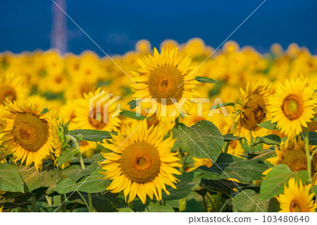  [Yamanashi Prefecture] Sunflower in Akeno 103480640