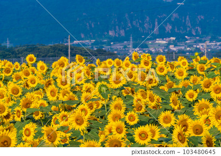  [山梨縣]明野向日葵 103480645