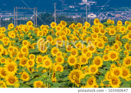  [山梨縣]明野向日葵 103480647