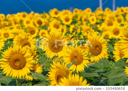  [Yamanashi Prefecture] Sunflower in Akeno 103480658