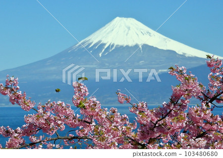Ida, Numazu City, Shizuoka Prefecture View of the snow-capped Mt. 103480680