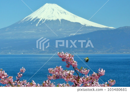 靜岡縣沼津市井田市 103480681