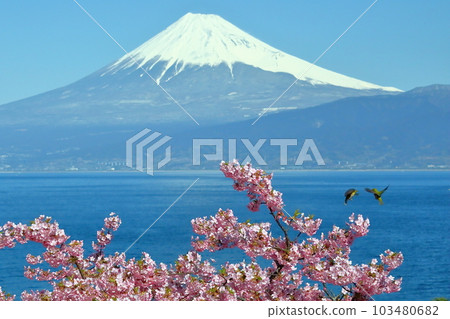 靜岡縣沼津市井田市 靜岡縣沼津市井田市 103480682