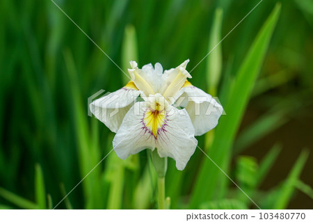 Iris in Yakushiike Park (Machida City, Tokyo) Iris in Yakushiike Park (Machida City, Tokyo) 103480770