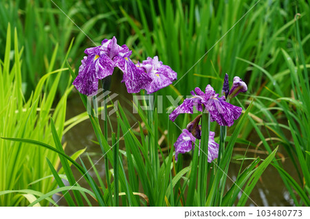 藥師池公園的鳶尾花(東京都町田市) 藥師池公園的鳶尾花(東京都町田市) 103480773