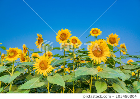  [Yamanashi] Sunflower in Akeno is up 103480804