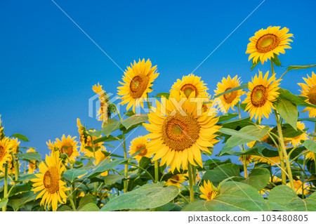  [Yamanashi] Sunflower in Akeno is up 103480805