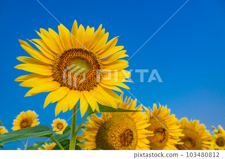  [Yamanashi] Sunflower in Akeno is up 103480812