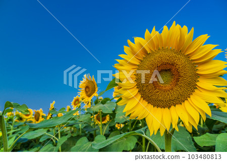  [Yamanashi] Sunflower in Akeno is up 103480813