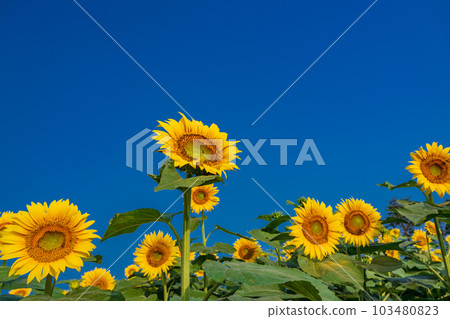  [Yamanashi] Sunflower in Akeno is up 103480823