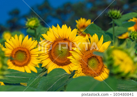  [Yamanashi] Sunflower in Akeno is up 103480841