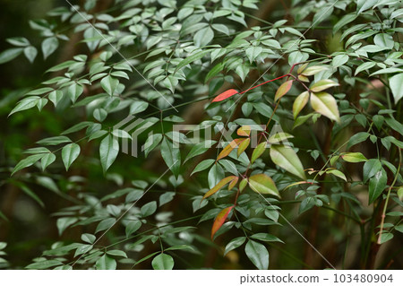 Nandina Leaf Spring 103480904
