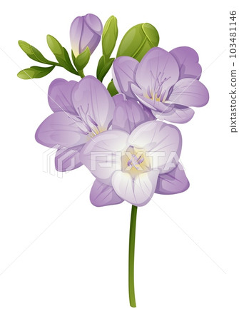 Beautiful purple freesia flower on an isolated background. Design element for wedding invitations, cards. Vintage Floral of Blooming Freesia 103481146