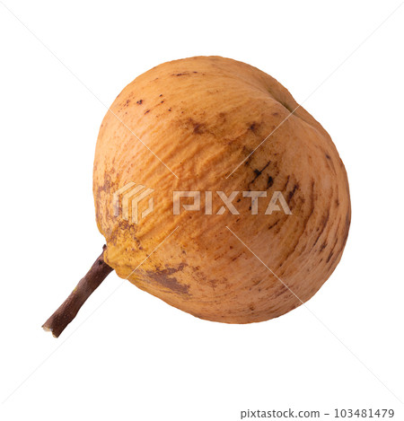 santol fruit and santol ( meliaceae ) isolated on white background santol fruit and santol ( meliaceae ) isolated on white background 103481479