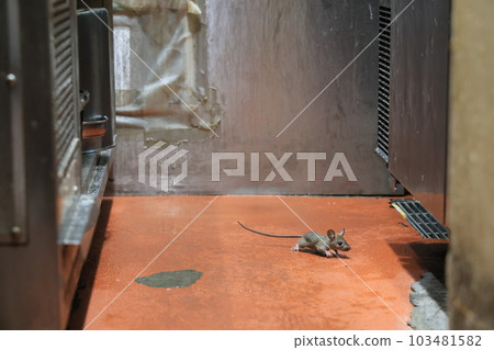 黑老鼠過來 103481582