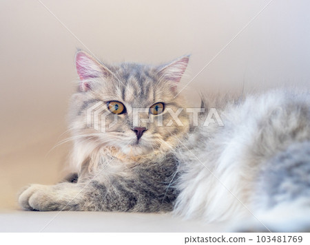 Persian cat lay down on the sofa and looked at something 103481769