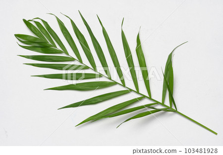 Green leaf of Hamedorea gracious on a white background Green leaf of Hamedorea gracious on a white background 103481928