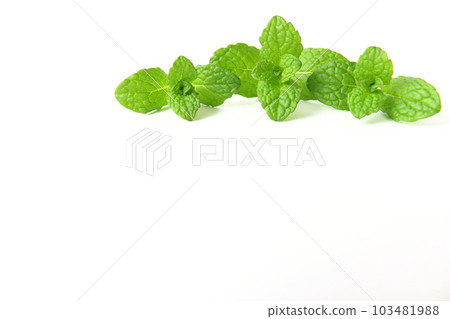mint on white background mint on white background 103481988