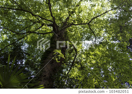 從一棵大樹下看到的樹乾和新鮮的綠色植物 103482051