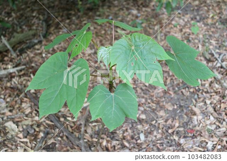 赤羽的樹苗 103482083