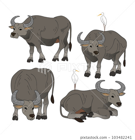 水牛 水牛 103482241