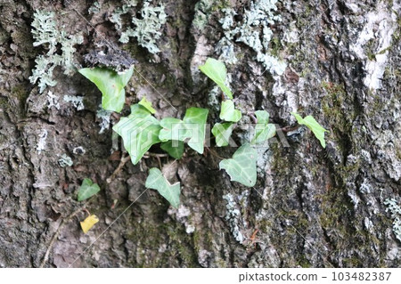 tree growing plant tree growing plant 103482387