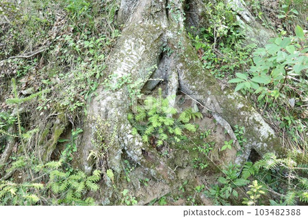 生長在樹根的各種植物 103482388