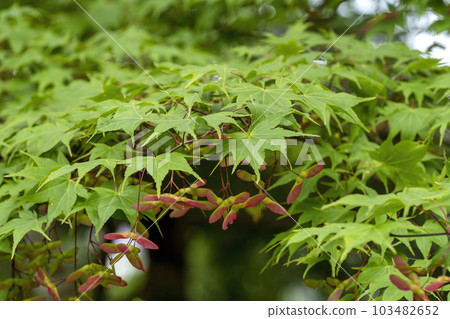 像楓樹螺旋槳一樣的水果 像楓樹螺旋槳一樣的水果 103482652