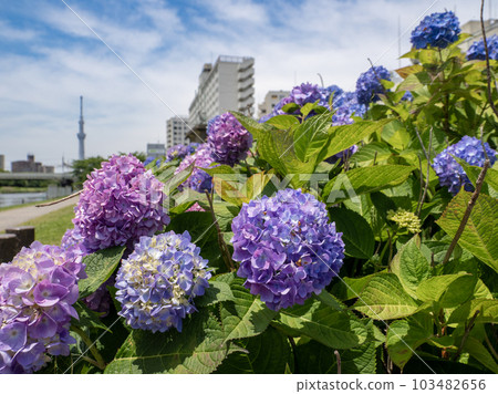 Hydrangea and Tokyo Sky Tree blooming on the riverbed on a sunny day 103482656