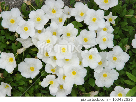 成群的 Nielenbergia 桃金孃 成群的 Nielenbergia 桃金孃 103482826