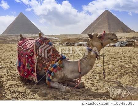 camel in egypt with the majestic pyramids of giza in the background camel in egypt with the majestic pyramids of giza in the background 103483393