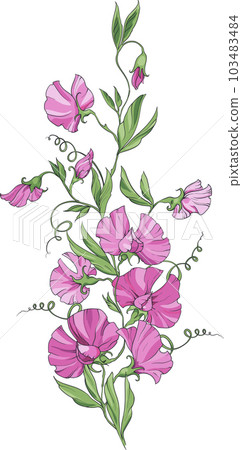 bouquet of sweet peas with pink flowers 103483484