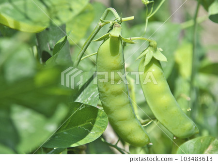 Fruit of snow peas 103483613