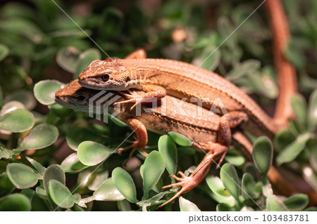 日本假名蛇 103483781