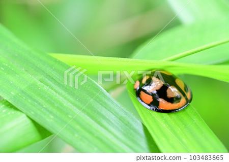 A ladybug hiding in the shade of leaves (Saitama/May) A ladybug hiding in the shade of leaves (Saitama/May) 103483865