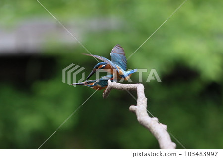 Copulation of kingfishers Copulation of kingfishers 103483997