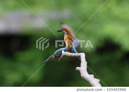 Copulation of kingfishers Copulation of kingfishers 103483998