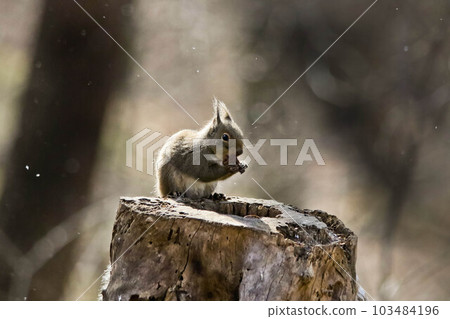 A Japanese squirrel eating a walnut with the sun on its back A Japanese squirrel eating a walnut with the sun on its back 103484196