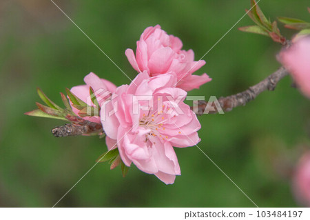 Peach blossom close-up Peach blossom close-up 103484197