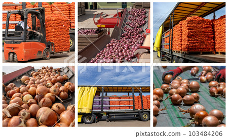 Onion Production and Processing in Packing House Facility Prior Distribution to Market - Transport and Logistics  Photo Collage 103484206