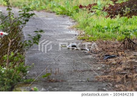 A big belly swollen after swallowing a bird 103484238