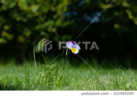 The flower of the field pansies (Viola arvensis) blooms in close-up. Viola arvensis, tricolor violet The flower of the field pansies (Viola arvensis) blooms in close-up. Viola arvensis, tricolor violet 103484284