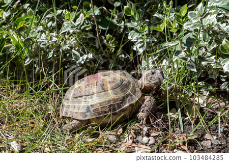 A portrait of an exotic domestic turtle walks outdoors on a lawn among bushes and plants. A portrait of an exotic domestic turtle walks outdoors on a lawn among bushes and plants. 103484285