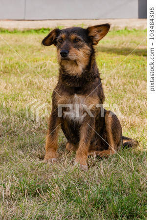 Old dog posing and resting on the grass close-up Old dog posing and resting on the grass close-up 103484308