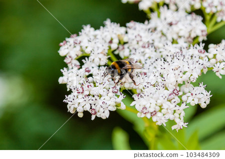 The bee sits on white flowers The bee sits on white flowers 103484309