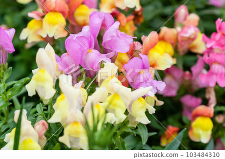 Blossoming flowers on the street of different colors Blossoming flowers on the street of different colors 103484310