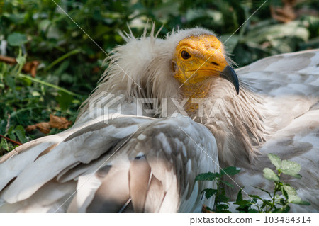 Common vulture (Neophron percnopterus) Common vulture (Neophron percnopterus) 103484314