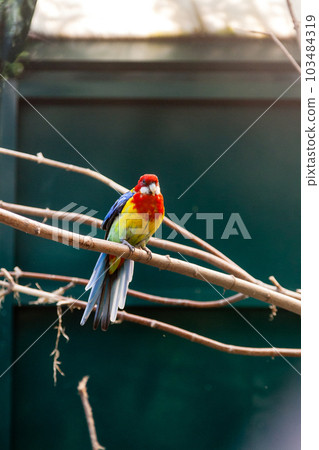 Parrots macaws sitting on a close-up branch 103484319