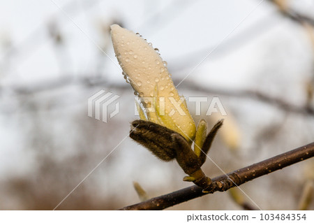 Macro of a beautiful bud of magnolia Macro of a beautiful bud of magnolia 103484354