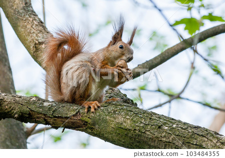 Squirrel sits on a branch and gnaws nuts Squirrel sits on a branch and gnaws nuts 103484355